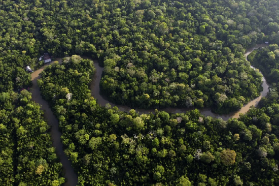 巴西为保护亚马逊雨林允许进行数英里的选择性砍伐